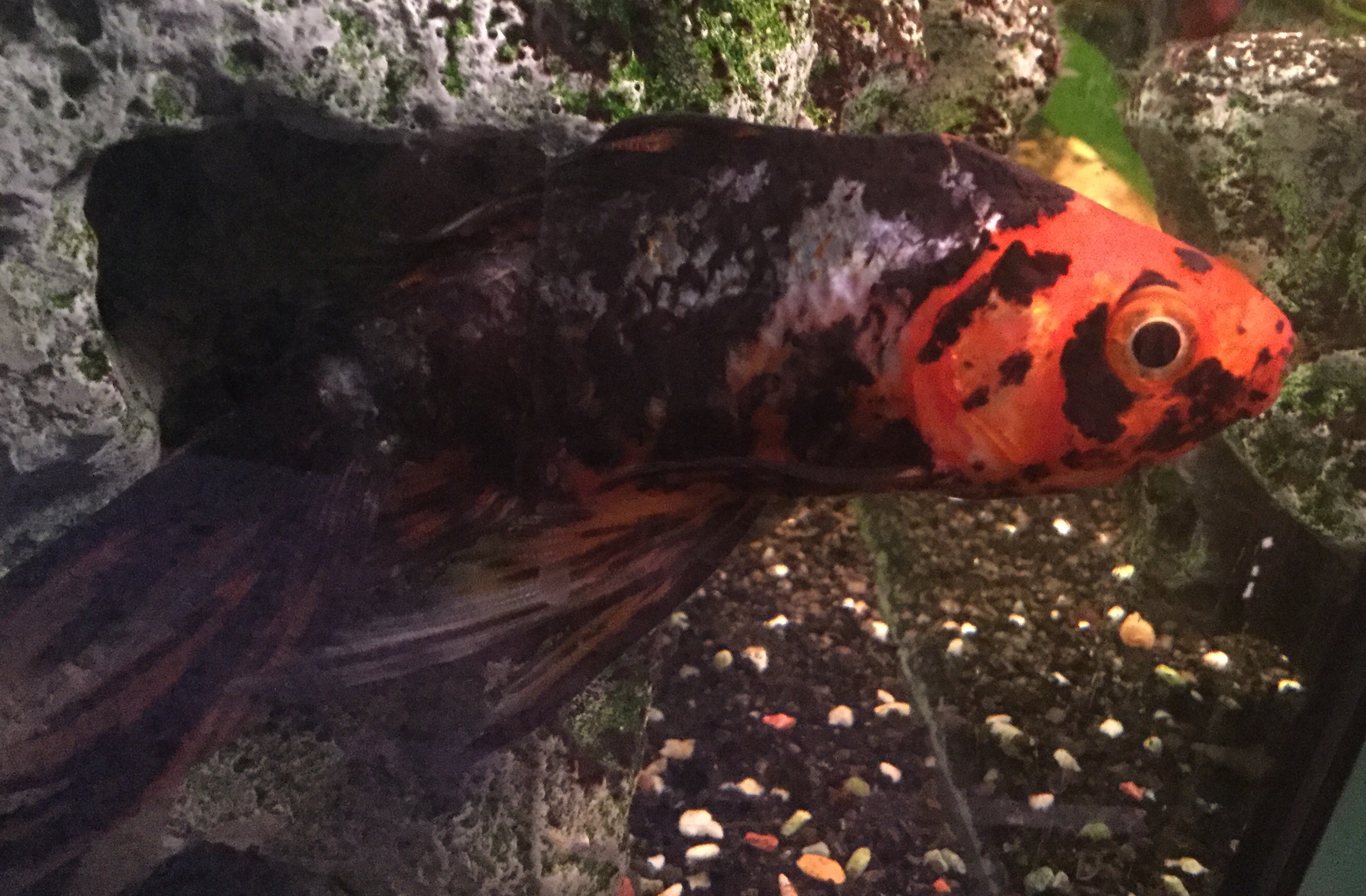 Goldfisch verkriecht sich nur noch und hat weiße Flecken? (Krankheit Goldfisch verkriecht sich nur noch und hat weiße Flecken? (Krankheit