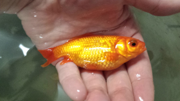 Goldfisch 1 - (krank, Teich, Goldfische)