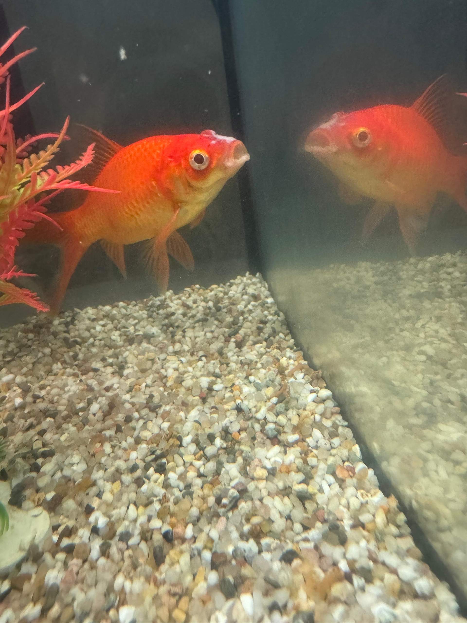 Goldfische haben weiße flecken auf dem Kopf? (Krankheit, Aquarium
