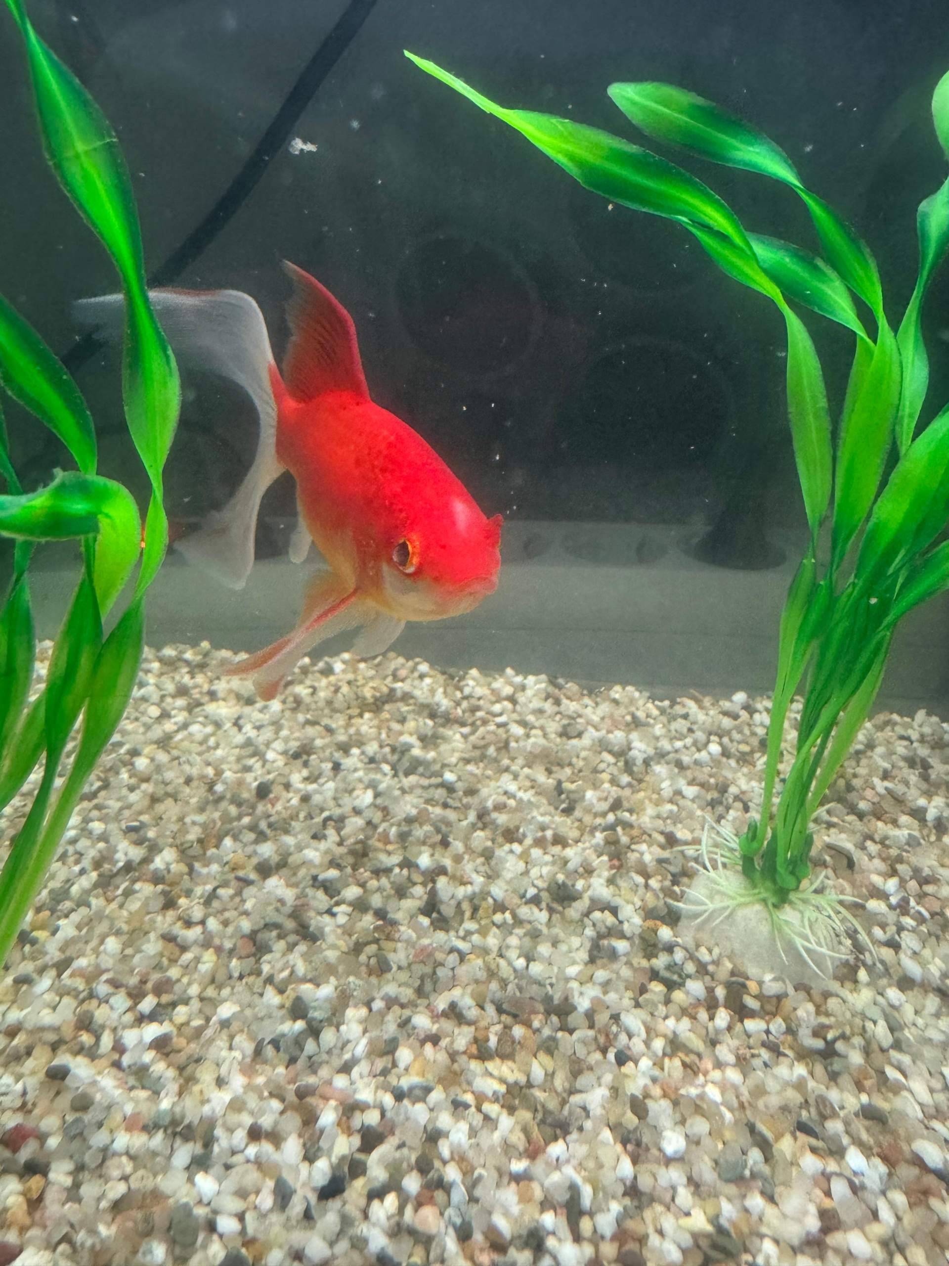 Goldfische haben weiße flecken auf dem Kopf? (Krankheit, Aquarium