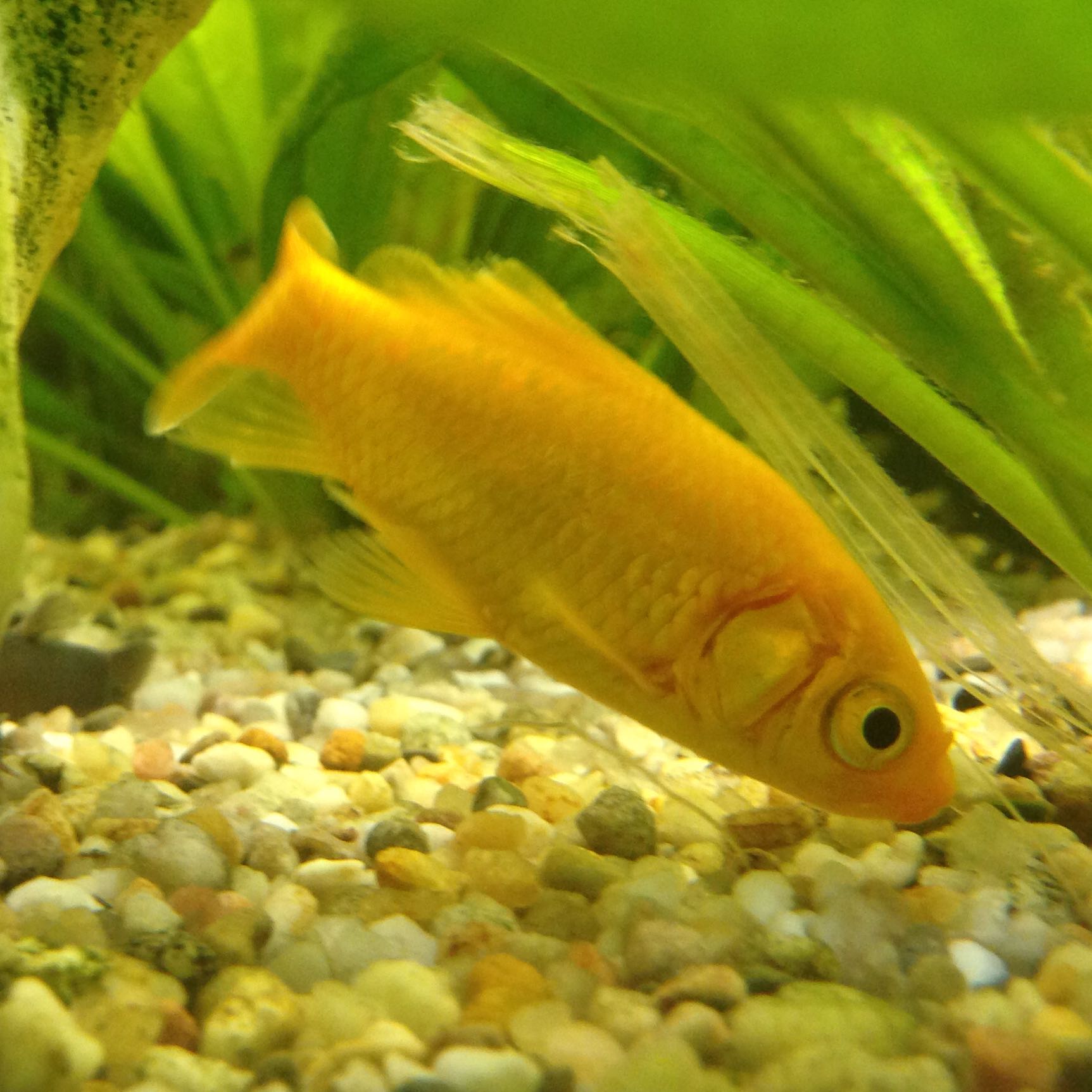 Goldfische in einem warmen Aquarium? (Fische, Warmwasser)