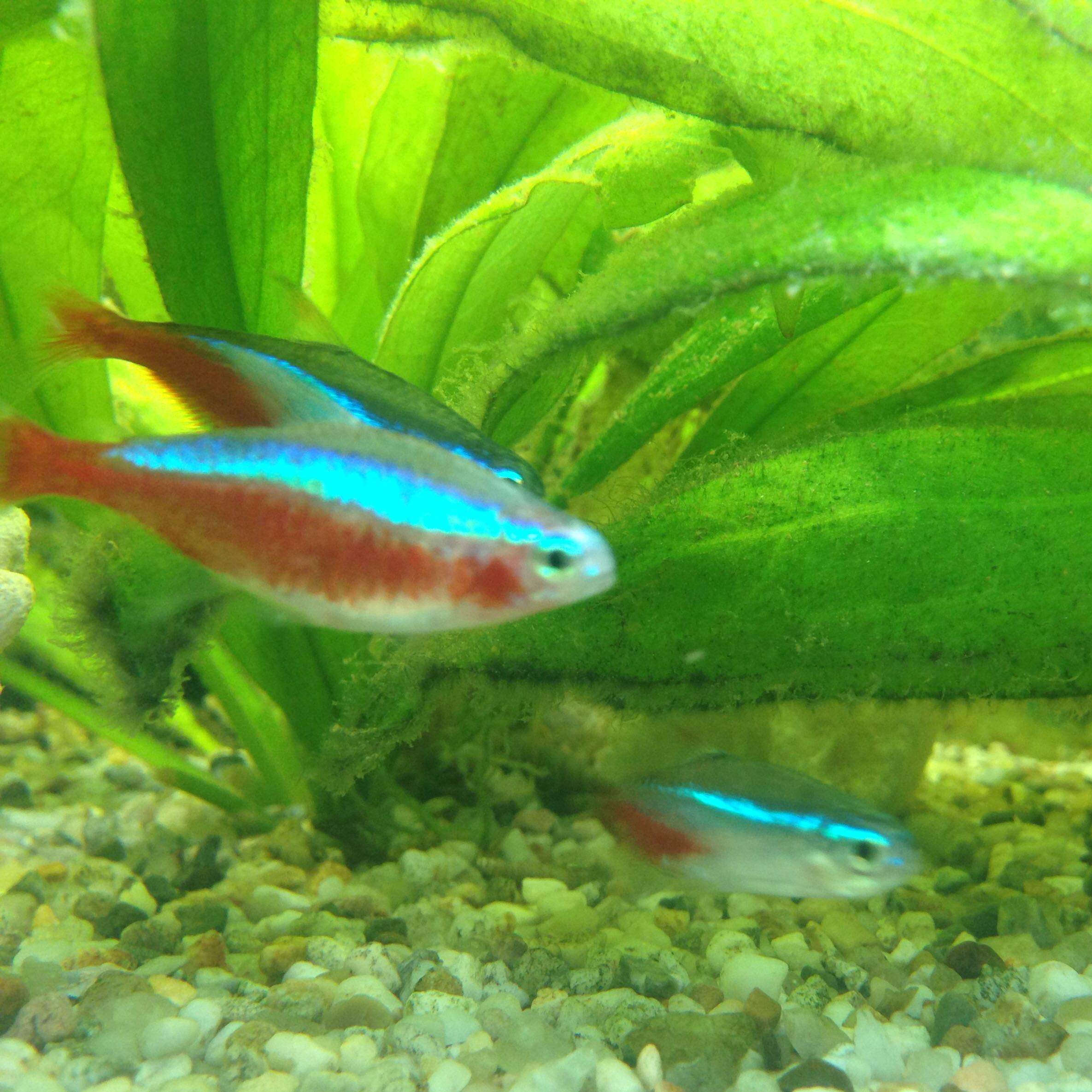 Goldfische in einem warmen Aquarium? (Fische, Warmwasser)