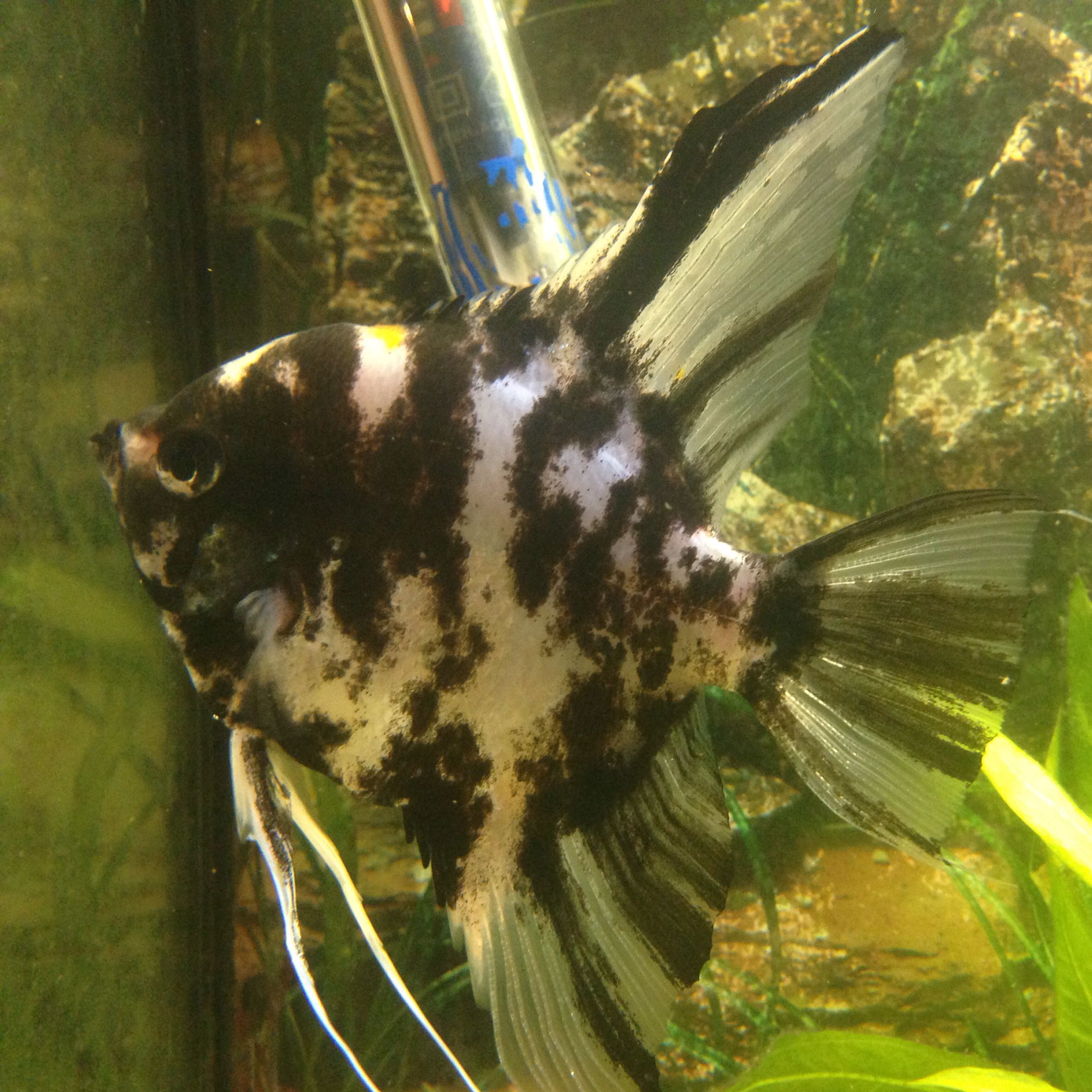 Goldfische in einem warmen Aquarium? (Fische, Warmwasser)