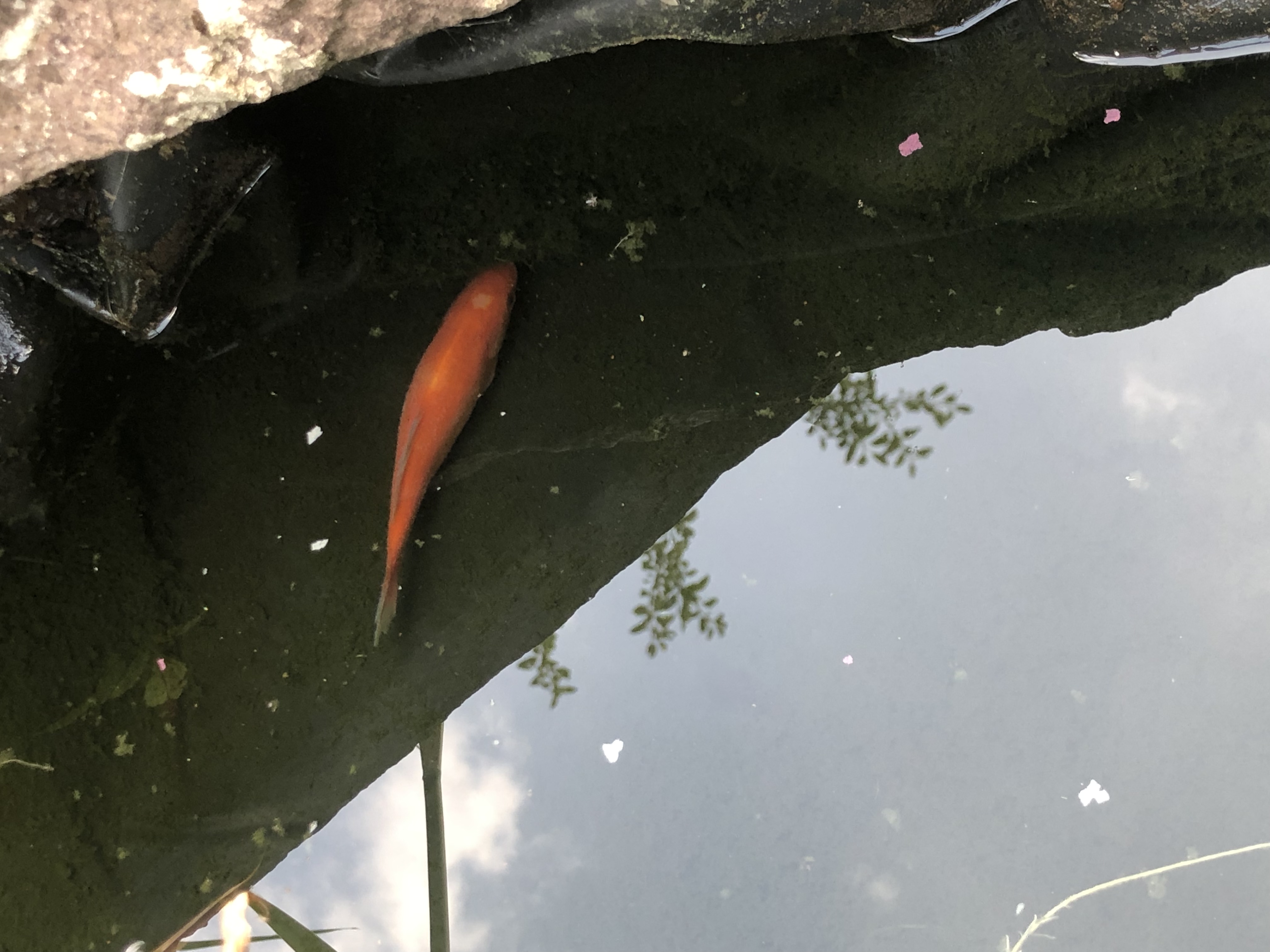 Goldfische liegen am Boden im Schlamm? (Tiere, Garten, Fische)