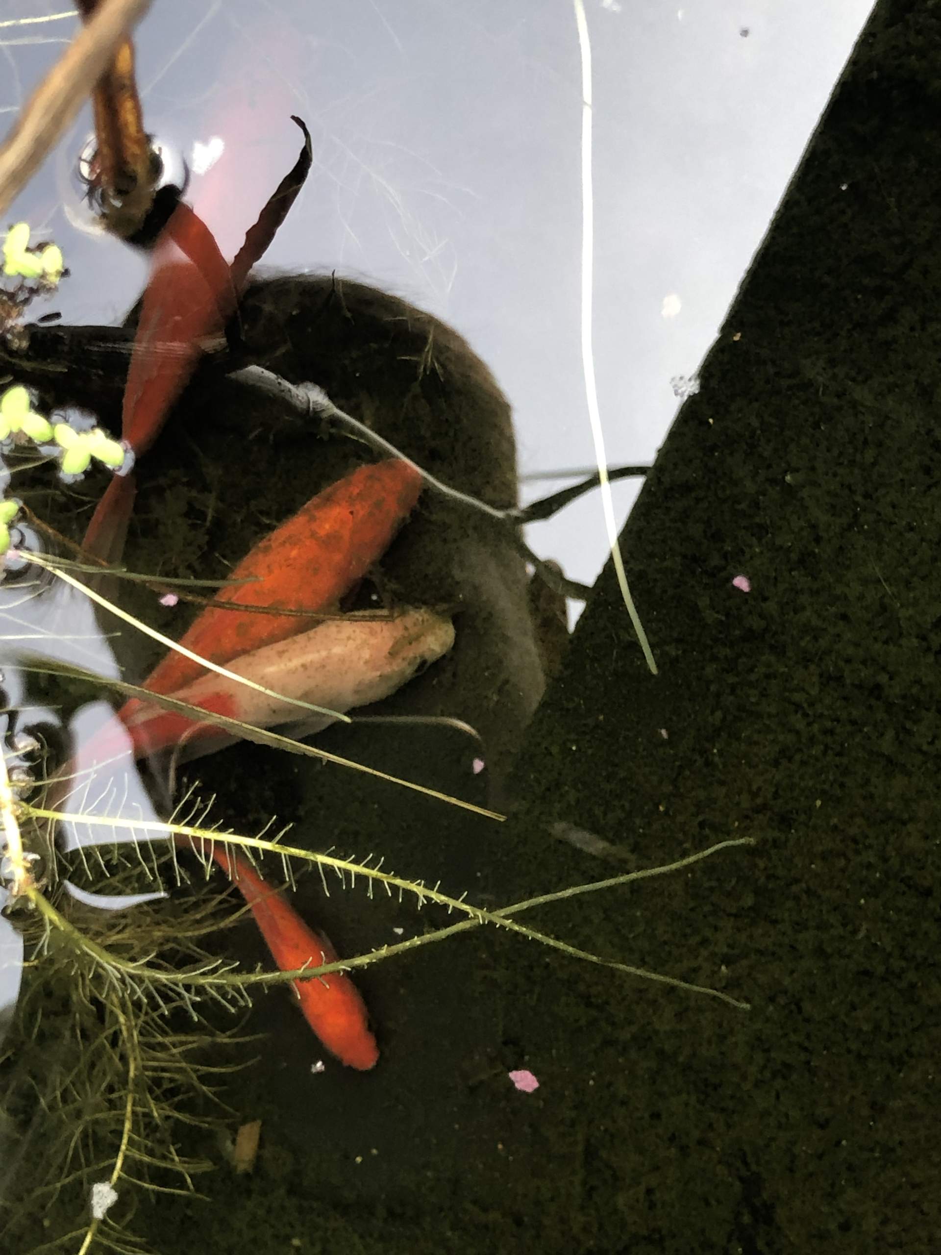 Goldfische liegen am Boden im Schlamm? (Tiere, Garten, Fische)
