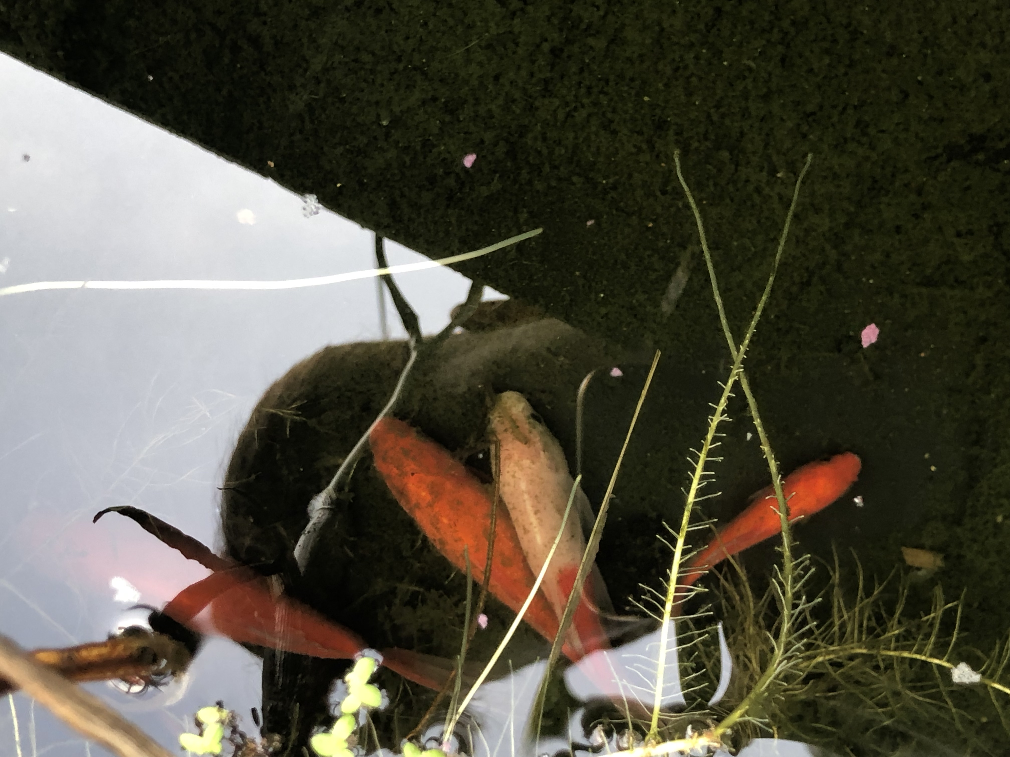 Goldfische liegen am Boden im Schlamm? (Tiere, Garten, Fische)