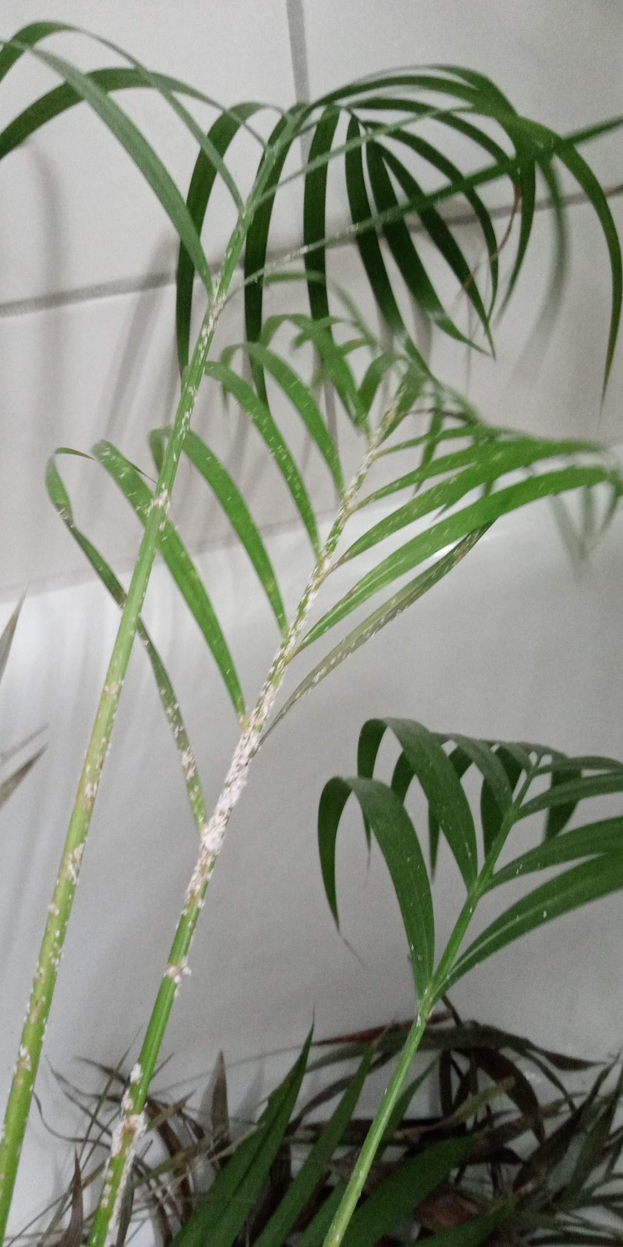 Goldfruchtpalme befallen. Welcher Schdling? (Schdlinge, Botanik,  Zimmerpflanzen)