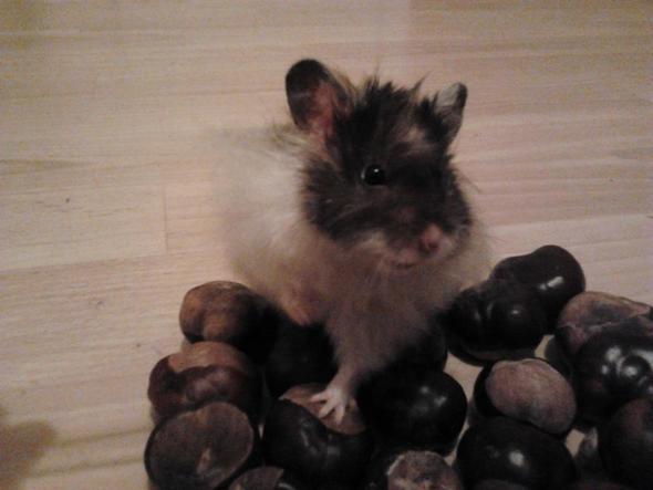 Das ist mein Goldhamster -->Speedy - (Hamster, Käfig)