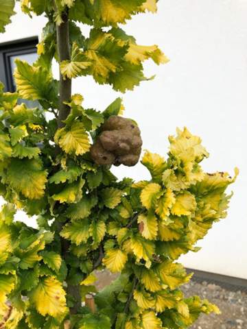 Goldulme? (Pflanzen)