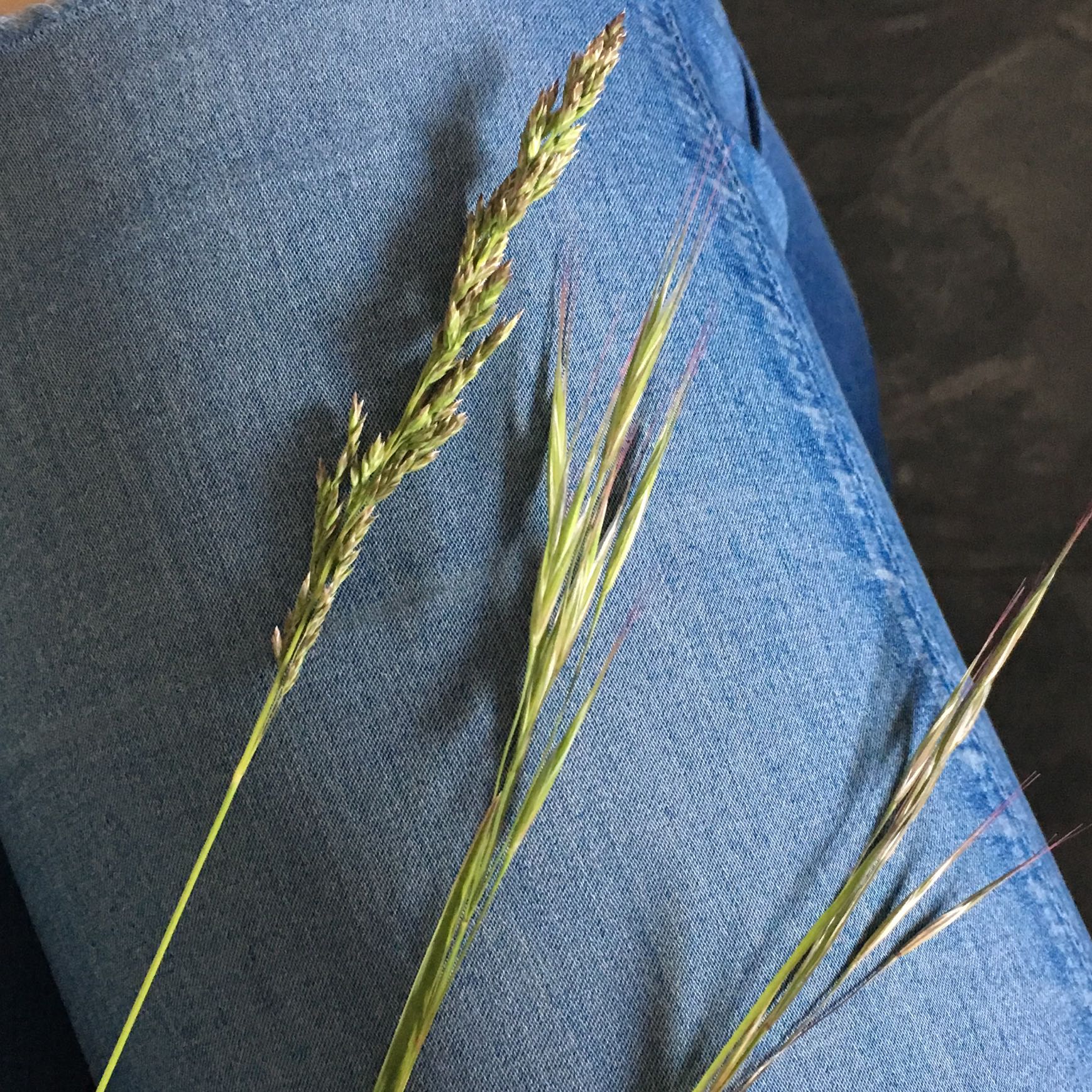 Gräser bestimmen was ist das? (Biologie, Pflanzen, Gras)