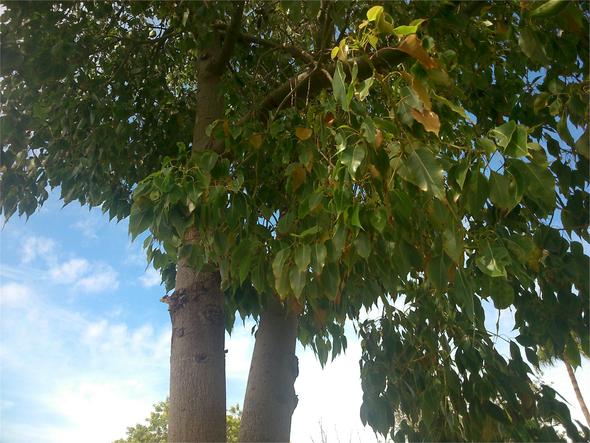 Baum Mit Bohnenartigen Schoten