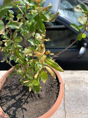 Granatapfelbaum bekommt gelbe Blätter?