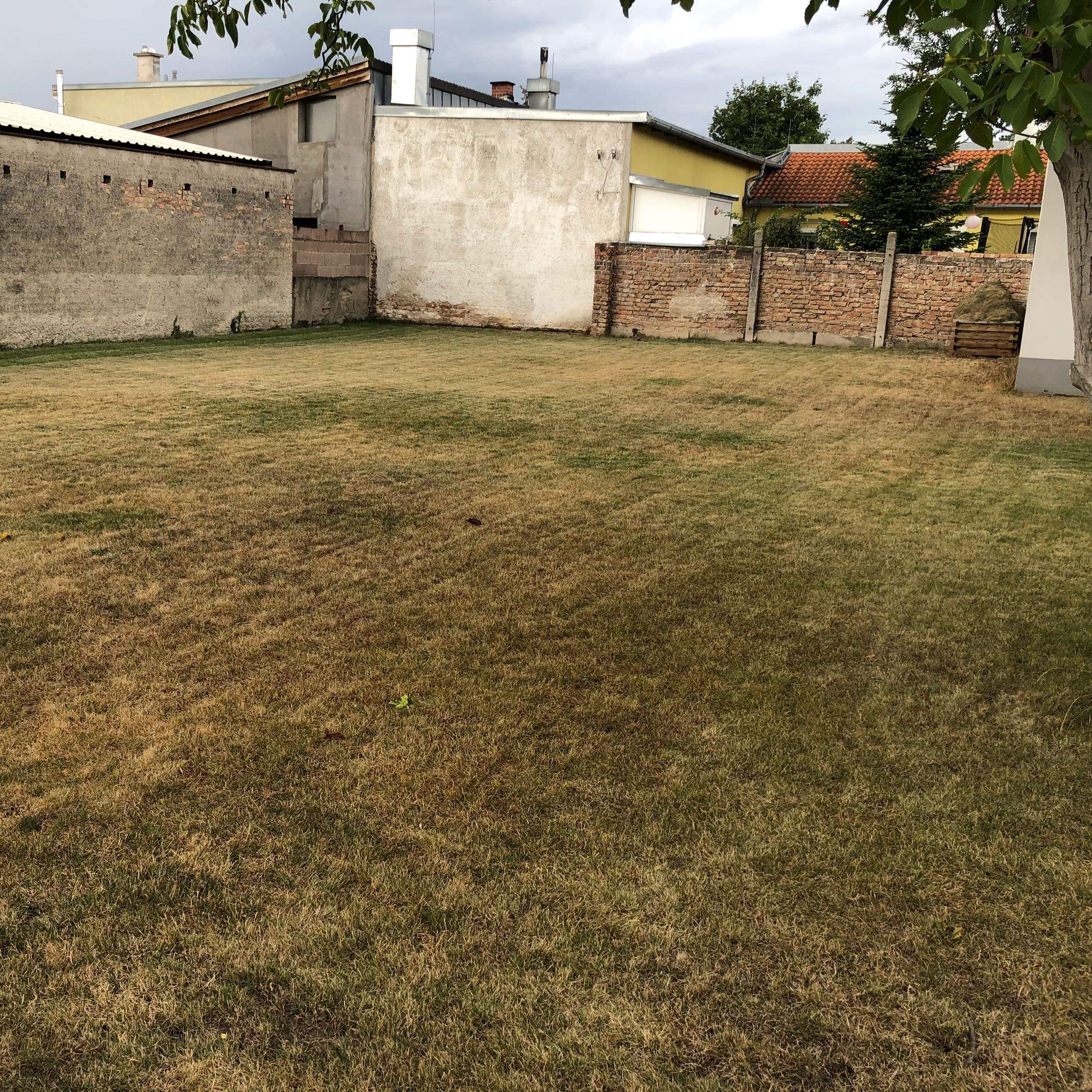 Gras wieder grün bekommen? (Garten, draußen, Rasen)