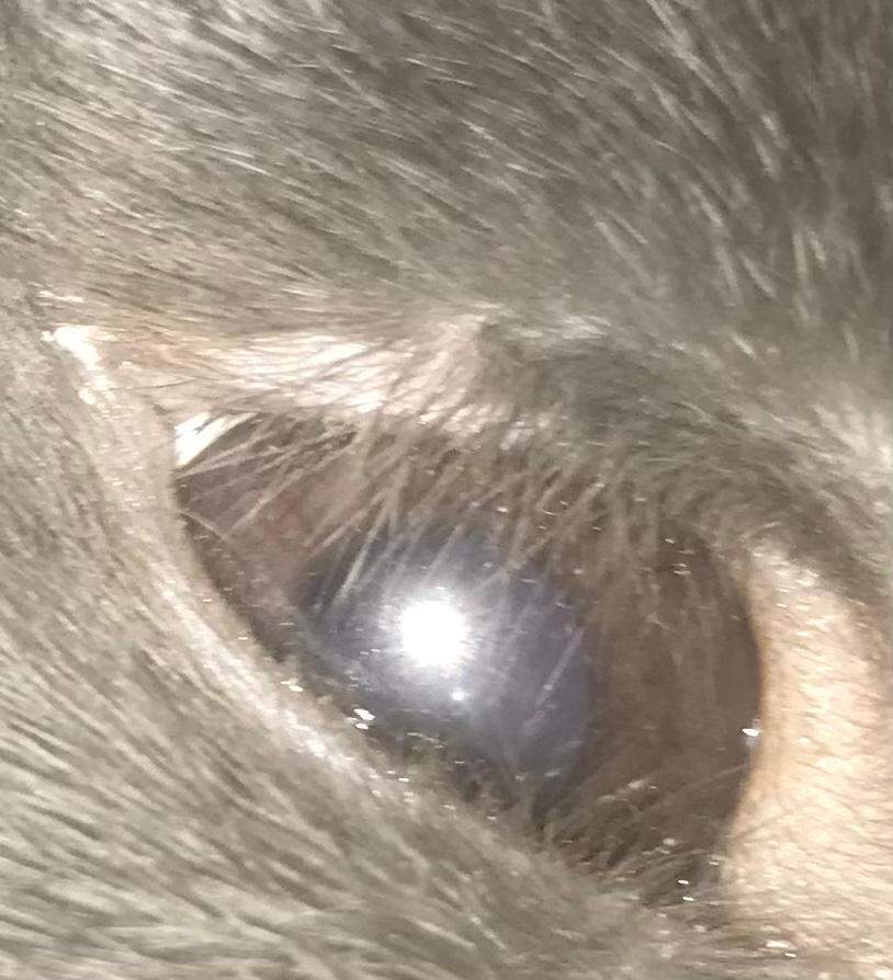 Graue Pupille bei Kaninchen? (Tiermedizin, Kleintiere, Kaninchenhaltung) Graue Pupille bei Kaninchen? (Tiermedizin, Kleintiere, Kaninchenhaltung)