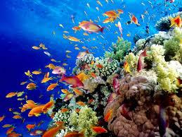 Great Barrier Reef schützen?