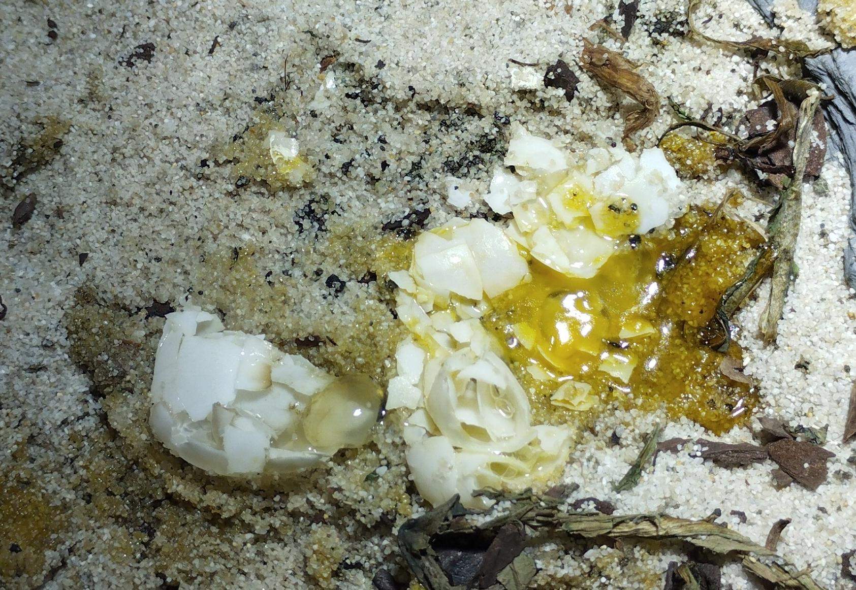 Schildkröte Hat Eier Gelegt Was Tun