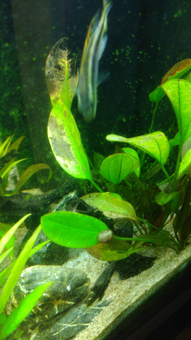 Großblättrige Aquariumpflanze bekommt gelbe und braune stellen, was