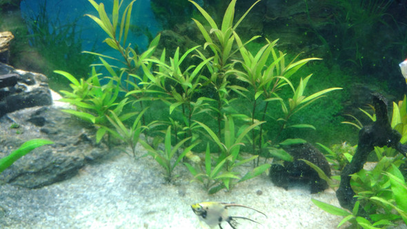 Großblättrige Aquariumpflanze bekommt gelbe und braune stellen, was