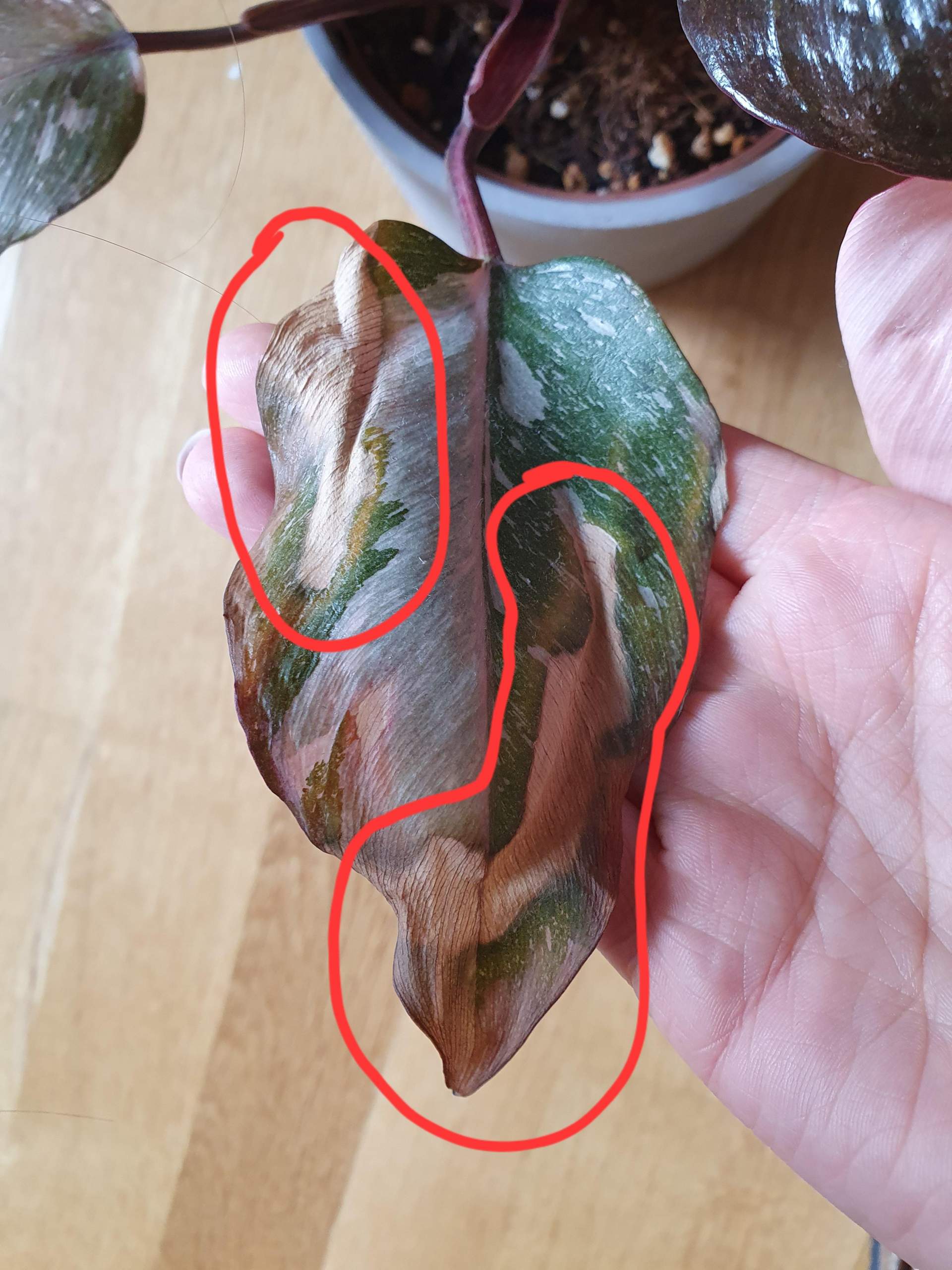 Groe Braune Flecken an Philodendron? (Pflanzenpflege, Schdlinge,  Zimmerpflanzen)