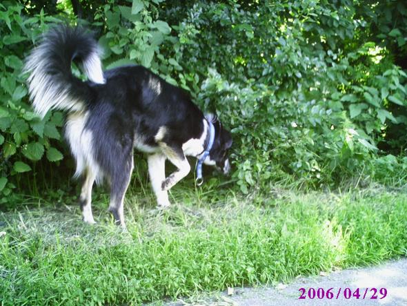 Hinten, seite - (Hund, Rasse, raten)