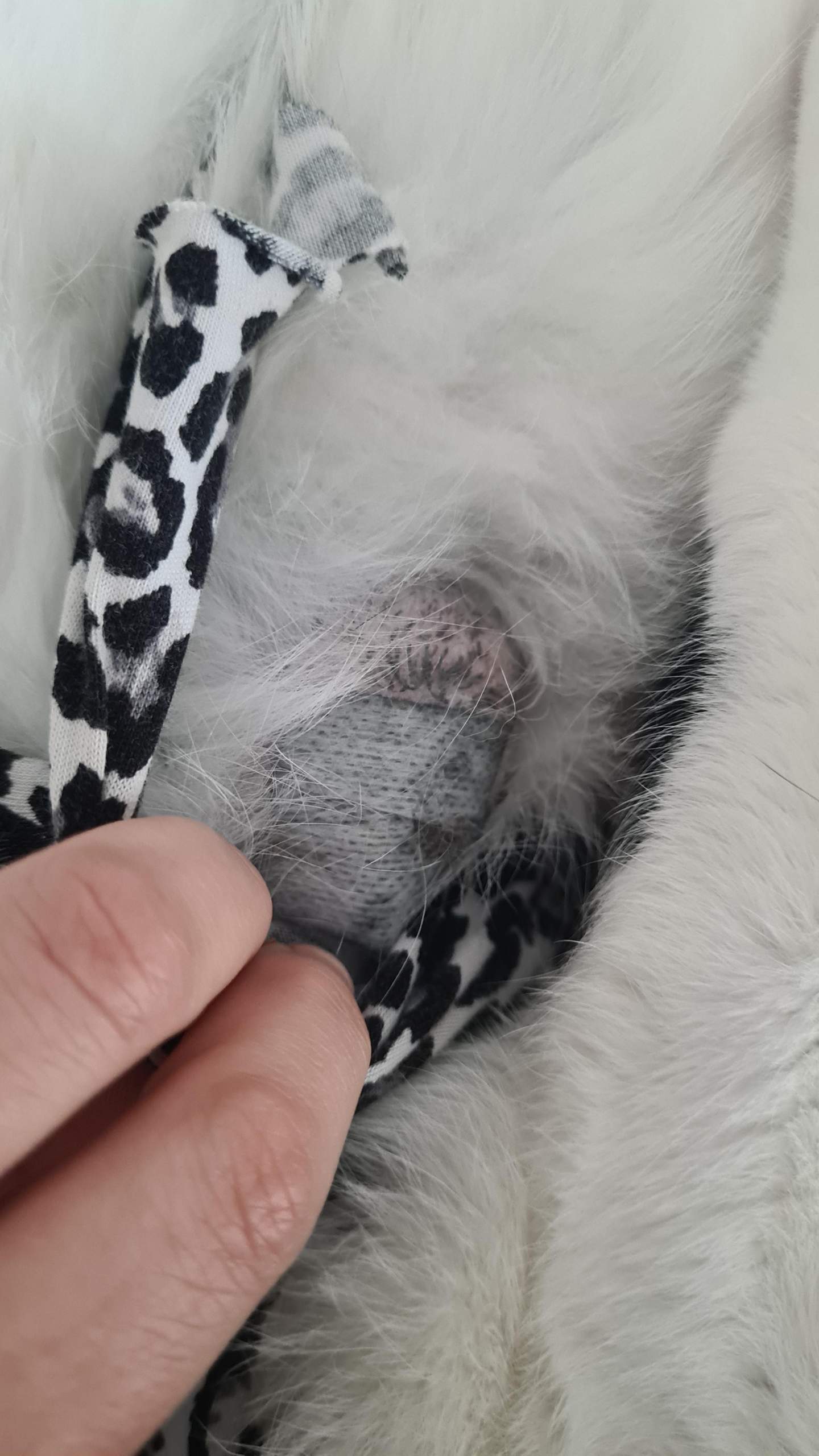 Grosse Schwellung der Naht nach Kastration? (Gesundheit, Katze, Tierarzt)
