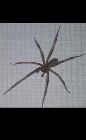 Grosse Spinne An Der Wand Welche Spinnenart Tiere Angst Spinnen Grosse Spinne An Der Wand Welche Spinnenart Tiere Angst Spinnen