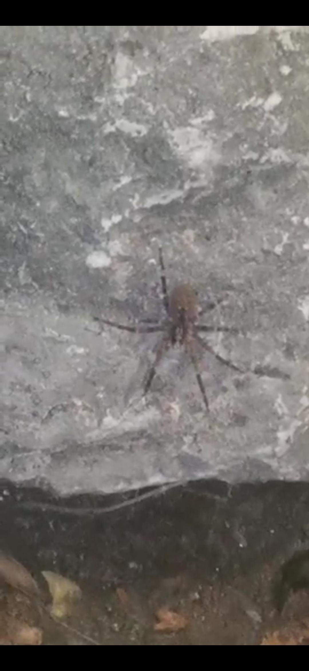 Große Spinne im Garten gefunden? (Spinnen, Spinnenart)
