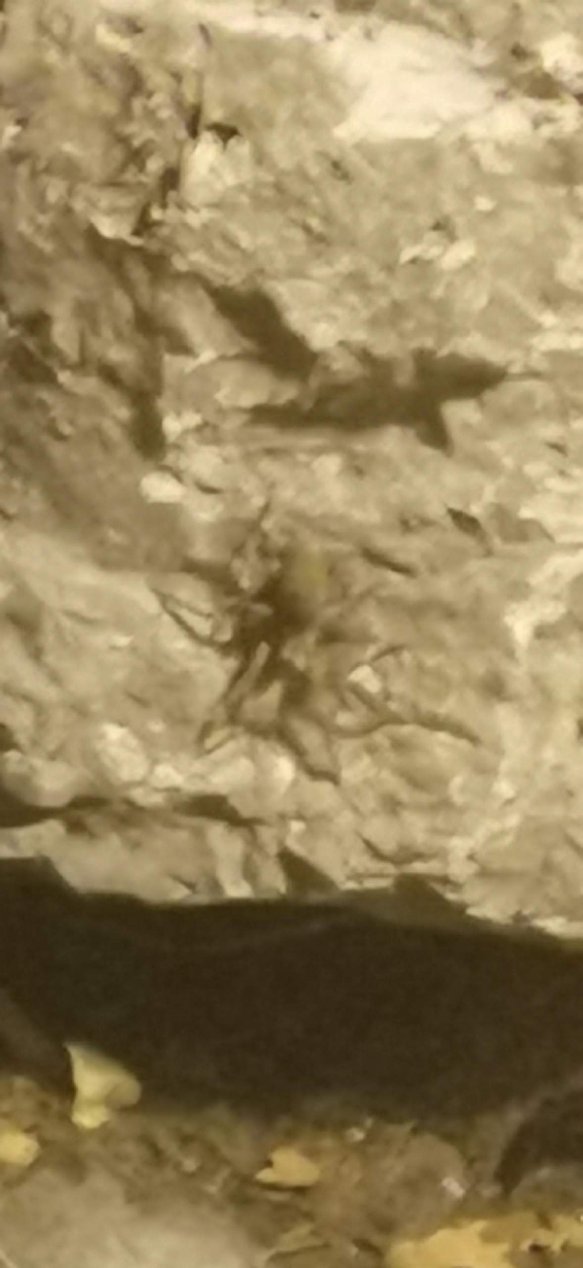 Große Spinne im Garten gefunden? (Spinnen, Spinnenart)