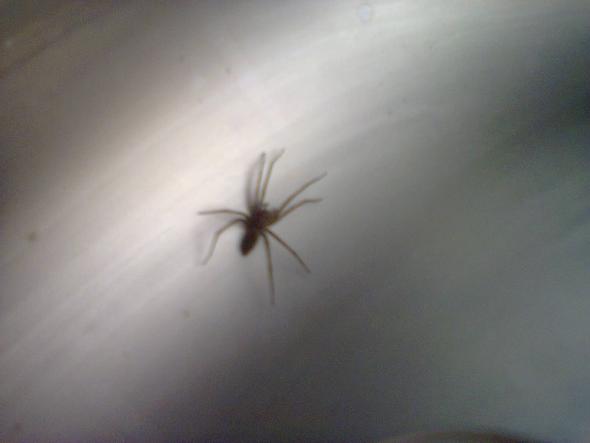 Grosse Spinne Im Haus Gefunden Biologie Spinnen Gefahrlich Grosse Spinne Im Haus Gefunden Biologie Spinnen Gefahrlich