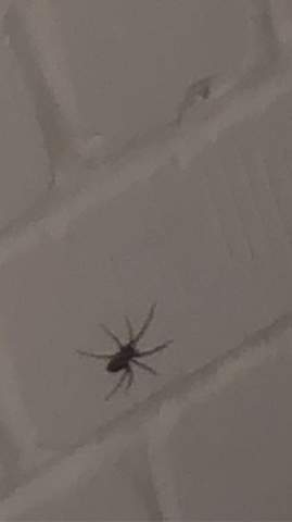 Große Spinne im Zimmer (Winkelspinne?)?