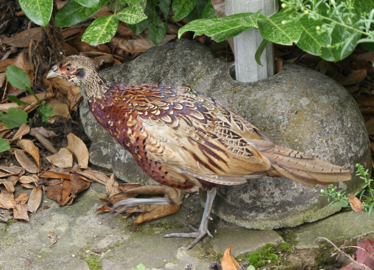 Großen Vogel im Garten (Tiere, Vögel, vogelart)