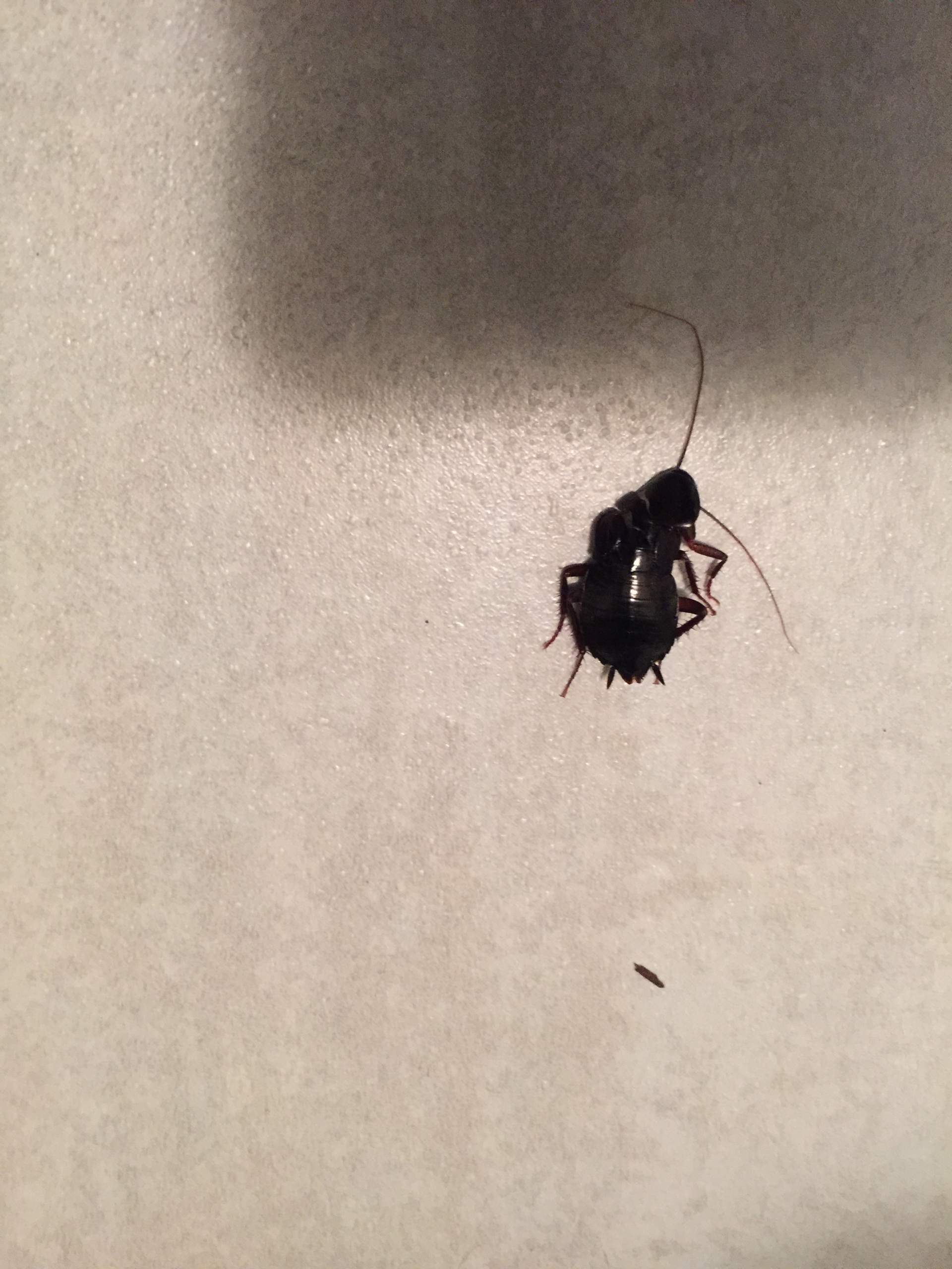 Großer schwarzer Käfer in der Wohnung ? Was ist das für einer? (Insekten)