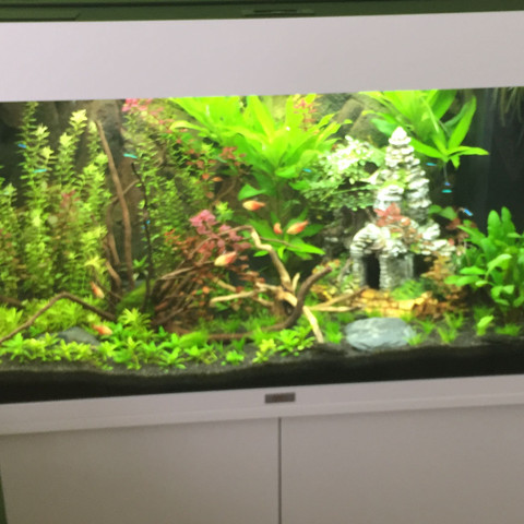 Mein Aquarium - (Aquarium, Süßwasserfische, 125 Liter Becken)