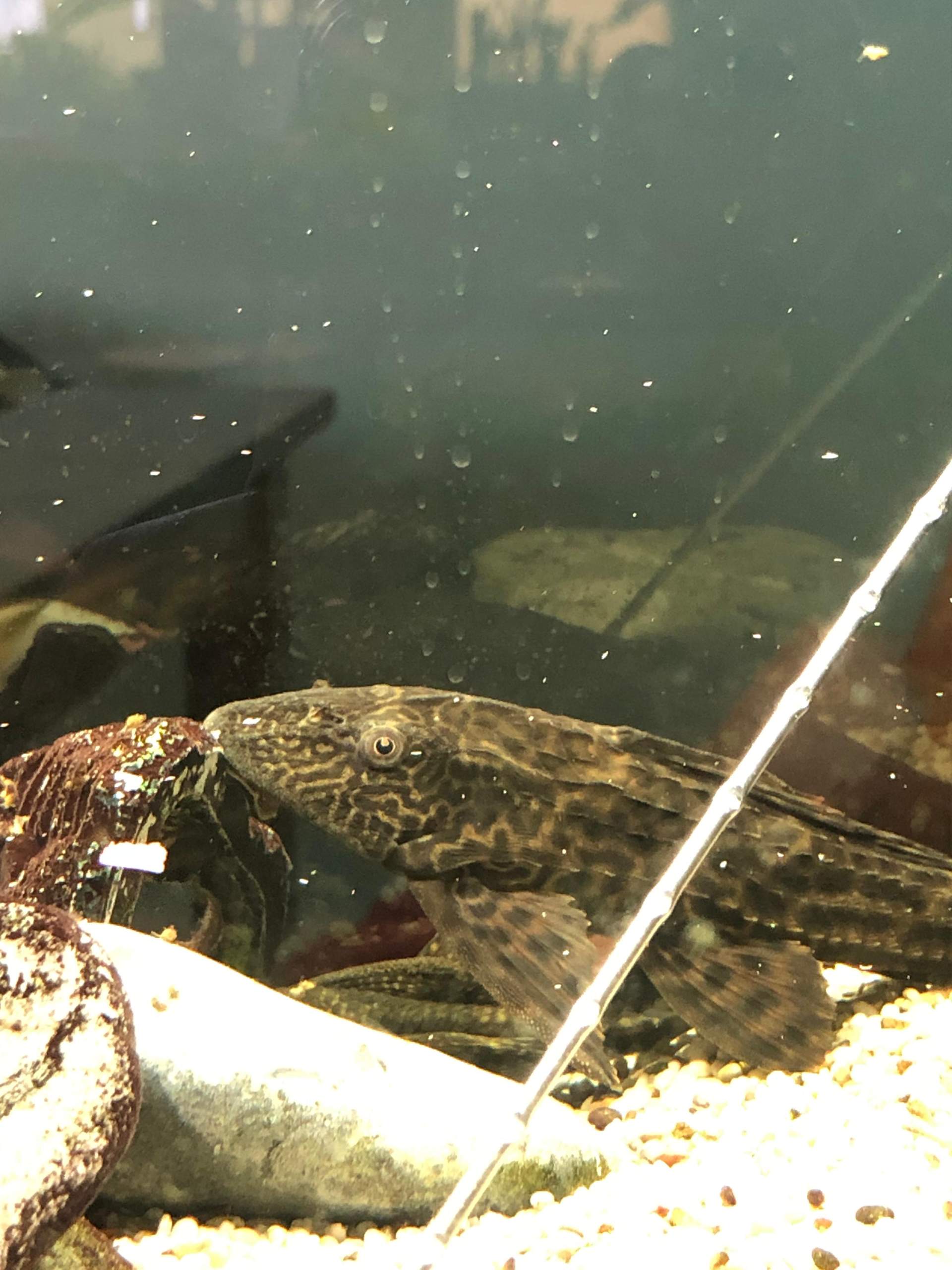 Großer Wels bedroht kleinen Wels? (Aquarium, Fischkrankheiten