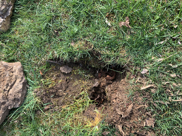 Grosses Loch Im Garten Welches Tier Macht Das Tiere