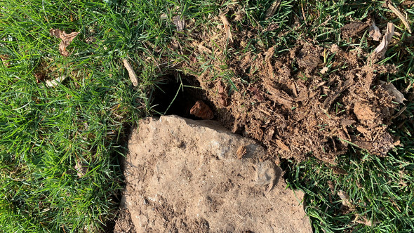Grosses Loch Im Garten Welches Tier Macht Das Tiere