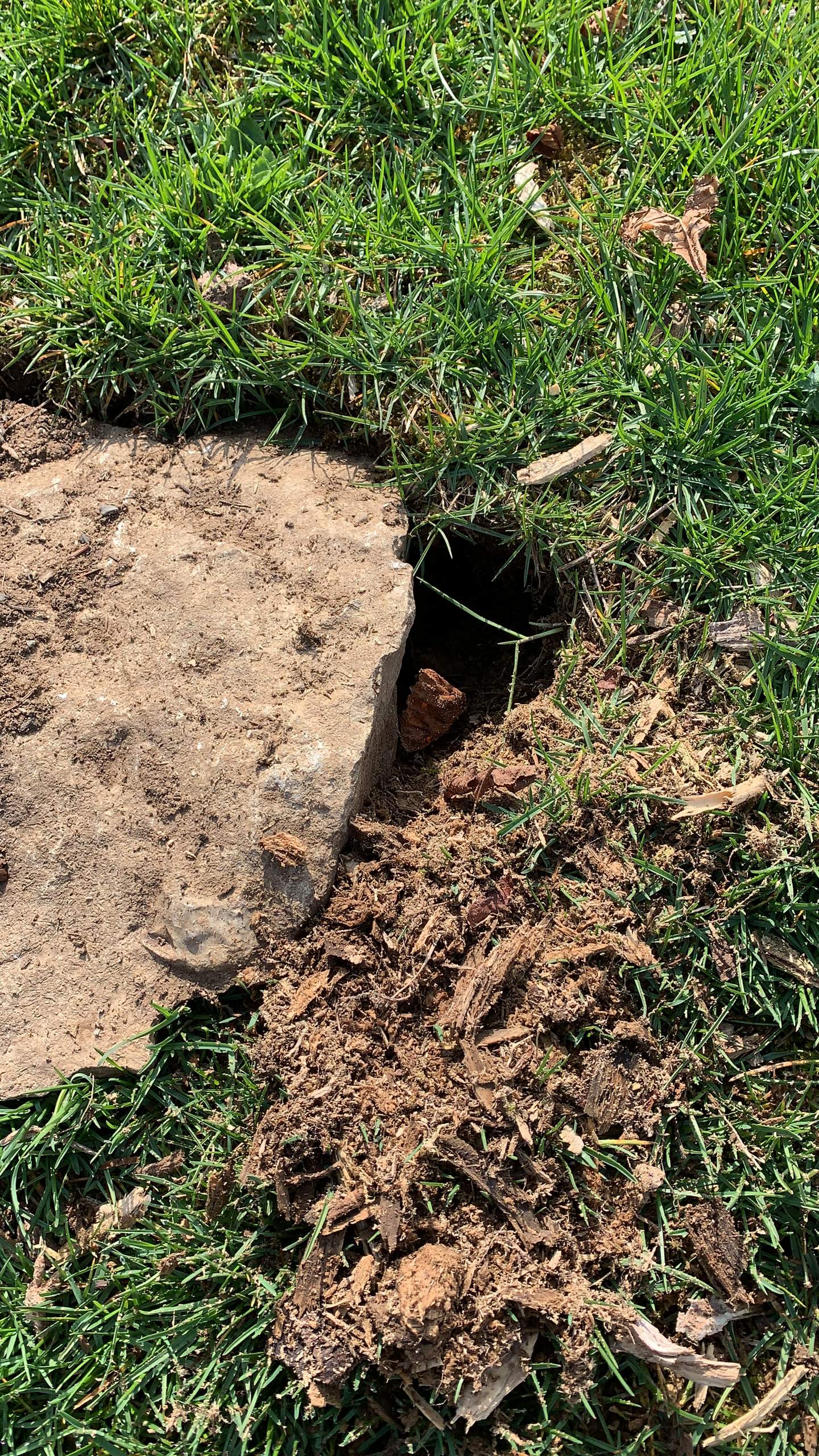 Großes Loch im Garten! welches Tier macht das? (Tiere)