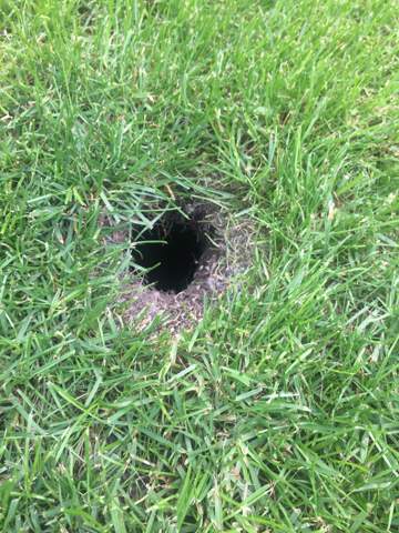 Grosses Loch Im Garten Tiere