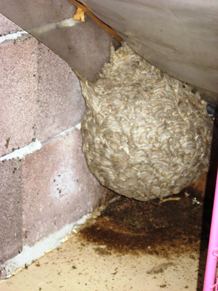 großes Nest im Speicher (Tiere, Haus)