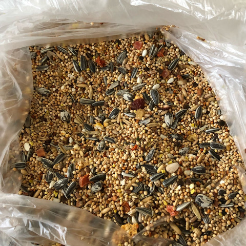 Großsittich Futter für wellensittiche? (Tiere, Vögel, Wellensittich)