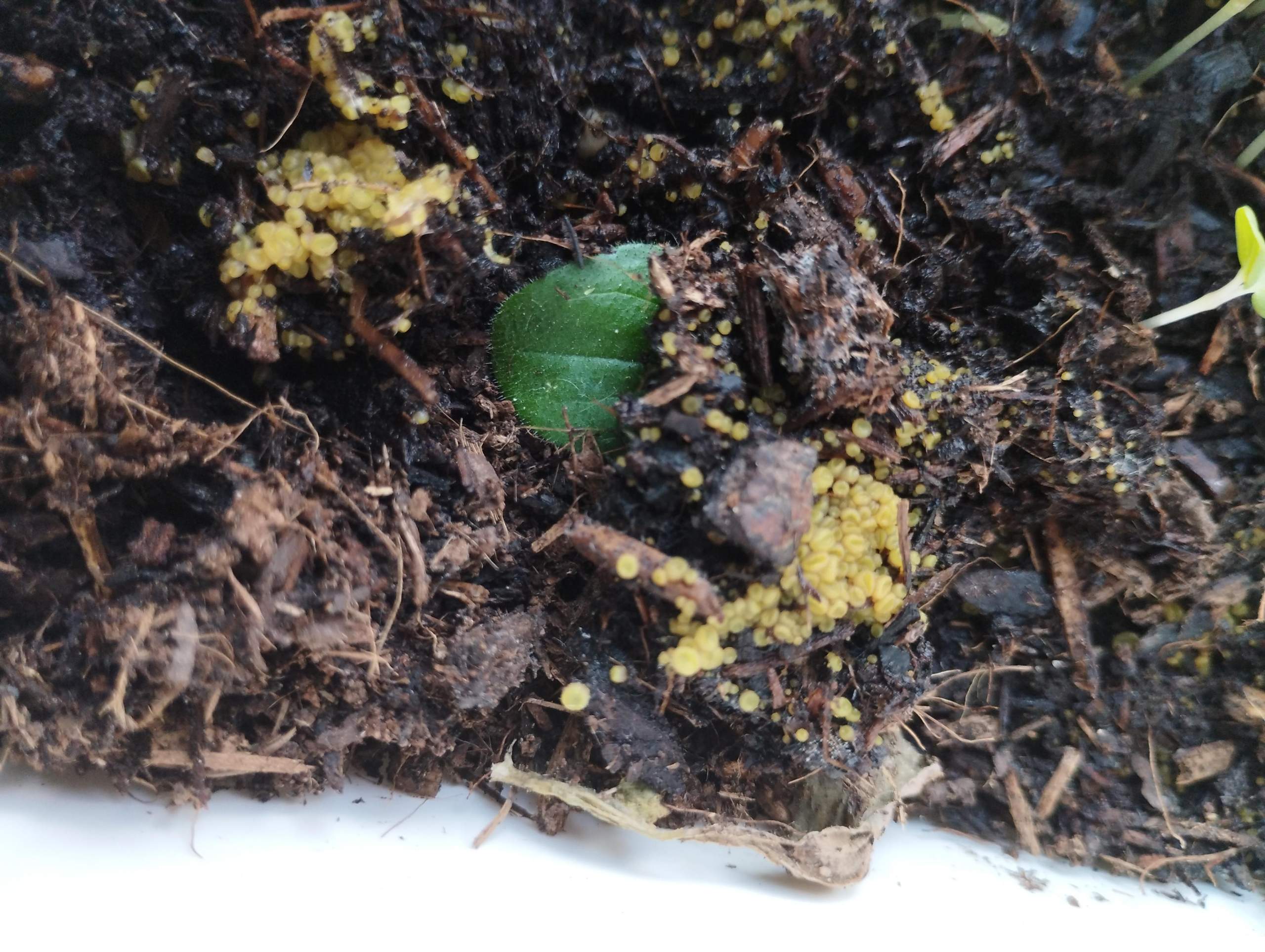 Grün-Gelbe Kugeln in der Erde? (Pflanzenpflege, Blumenerde)