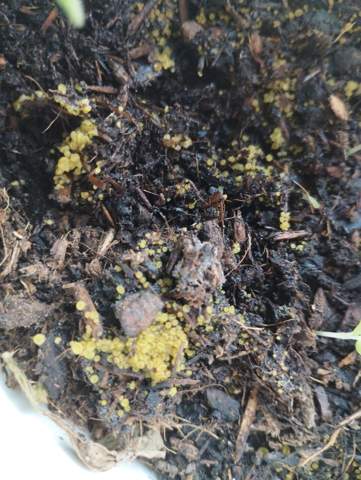 Grün-Gelbe Kugeln in der Erde? (Pflanzenpflege, Blumenerde)