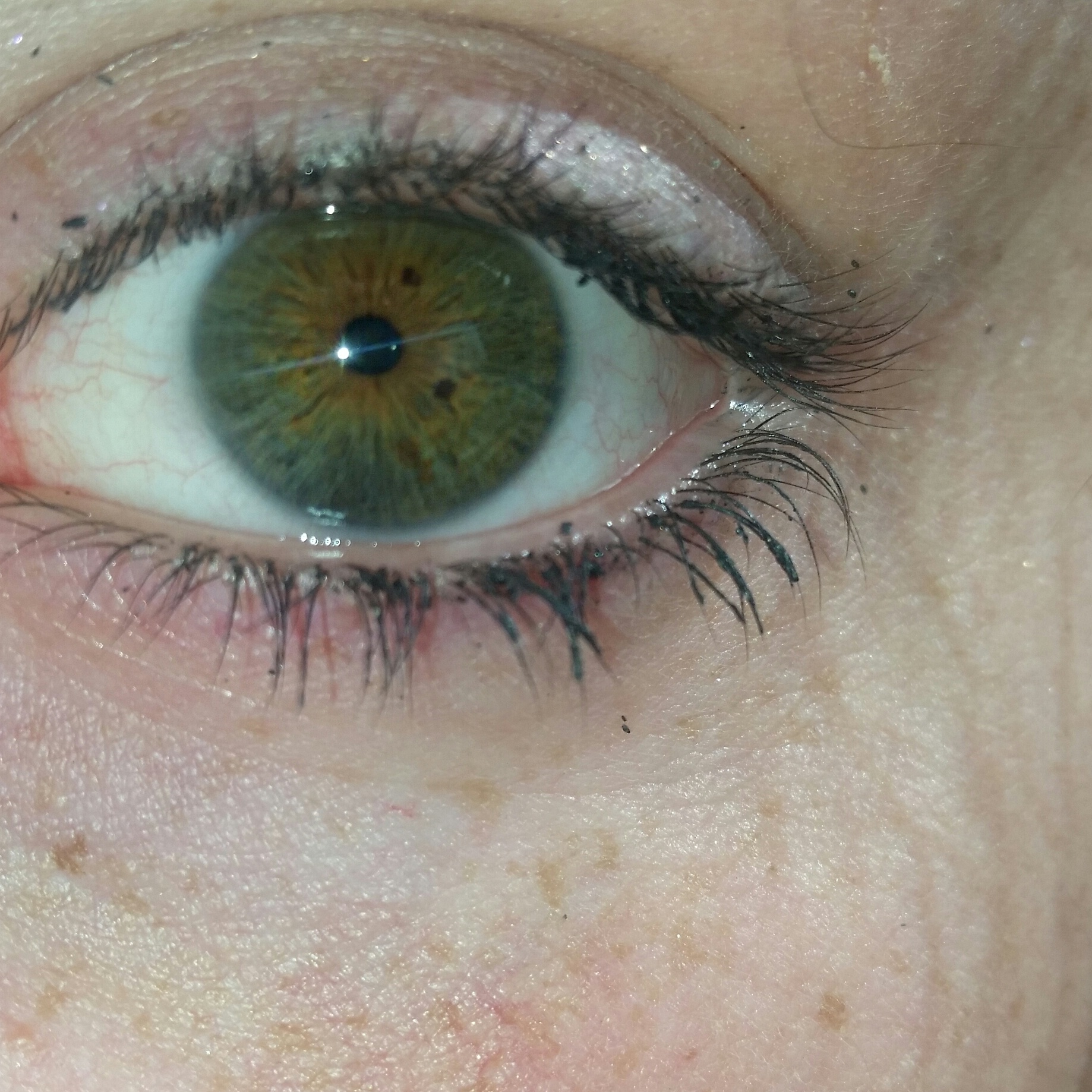 Gr n Gelbe oder Gr n Braune Augen Freizeit Ausweis Pass Gr n Gelbe oder Gr n Braune Augen Freizeit Ausweis Pass