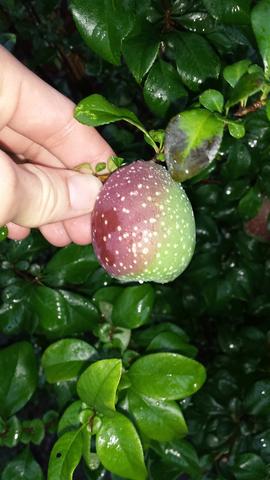 Grun Rote Frucht Mit Weissen Punkten Pflanzen Garten Fruchte Grun Rote Frucht Mit Weissen Punkten Pflanzen Garten Fruchte