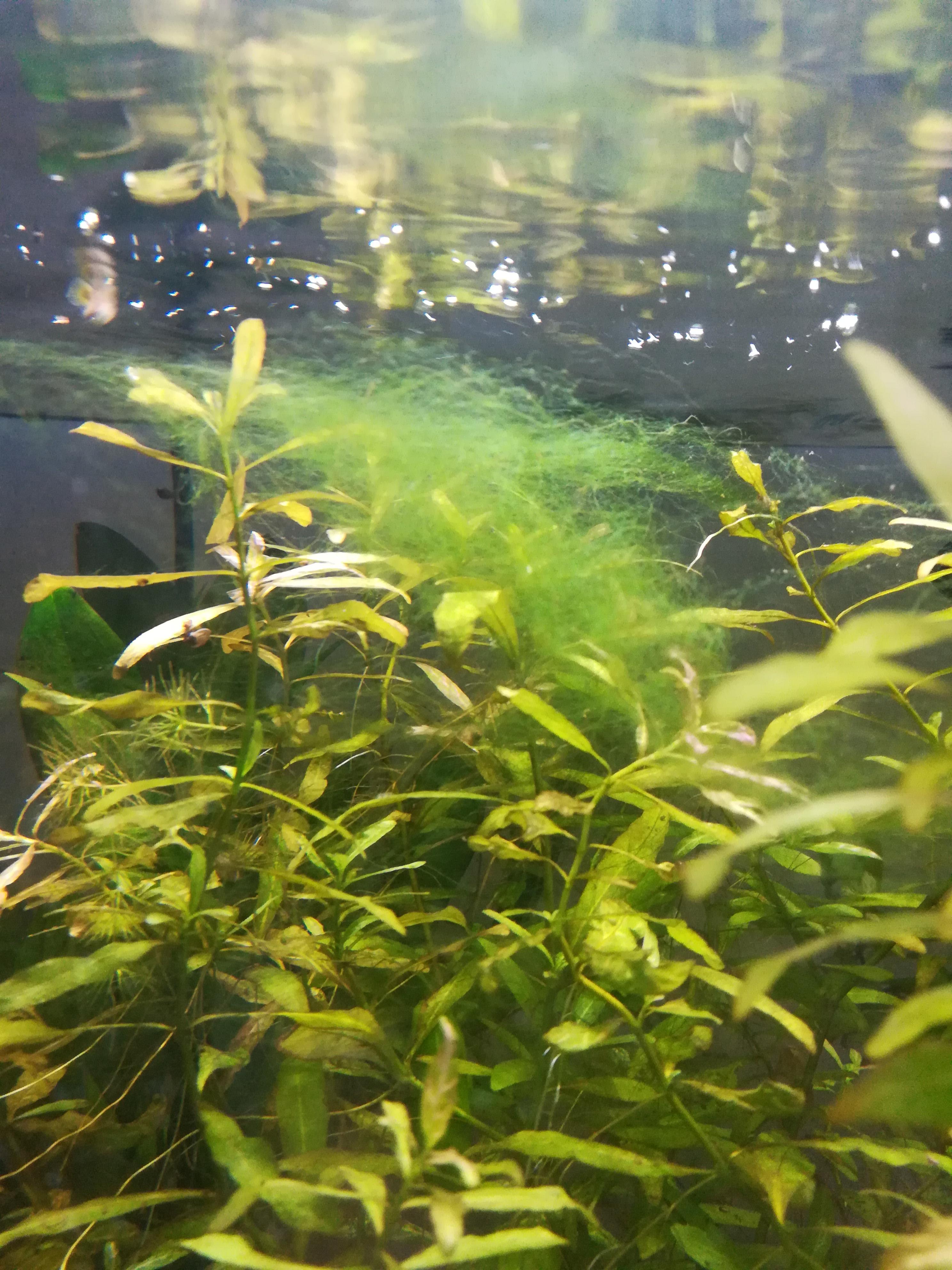 Grüne Algenfäden bei den Aquariumpflanzen? (Wasser, Pflanzen, Aquarium)