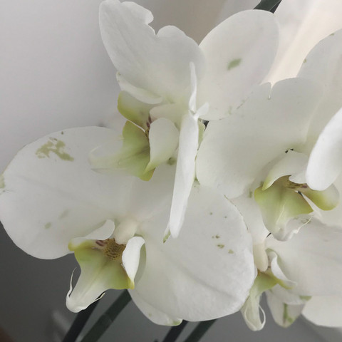Orchidee Flecken grün - (Krankheit, Pflanzen, Garten)