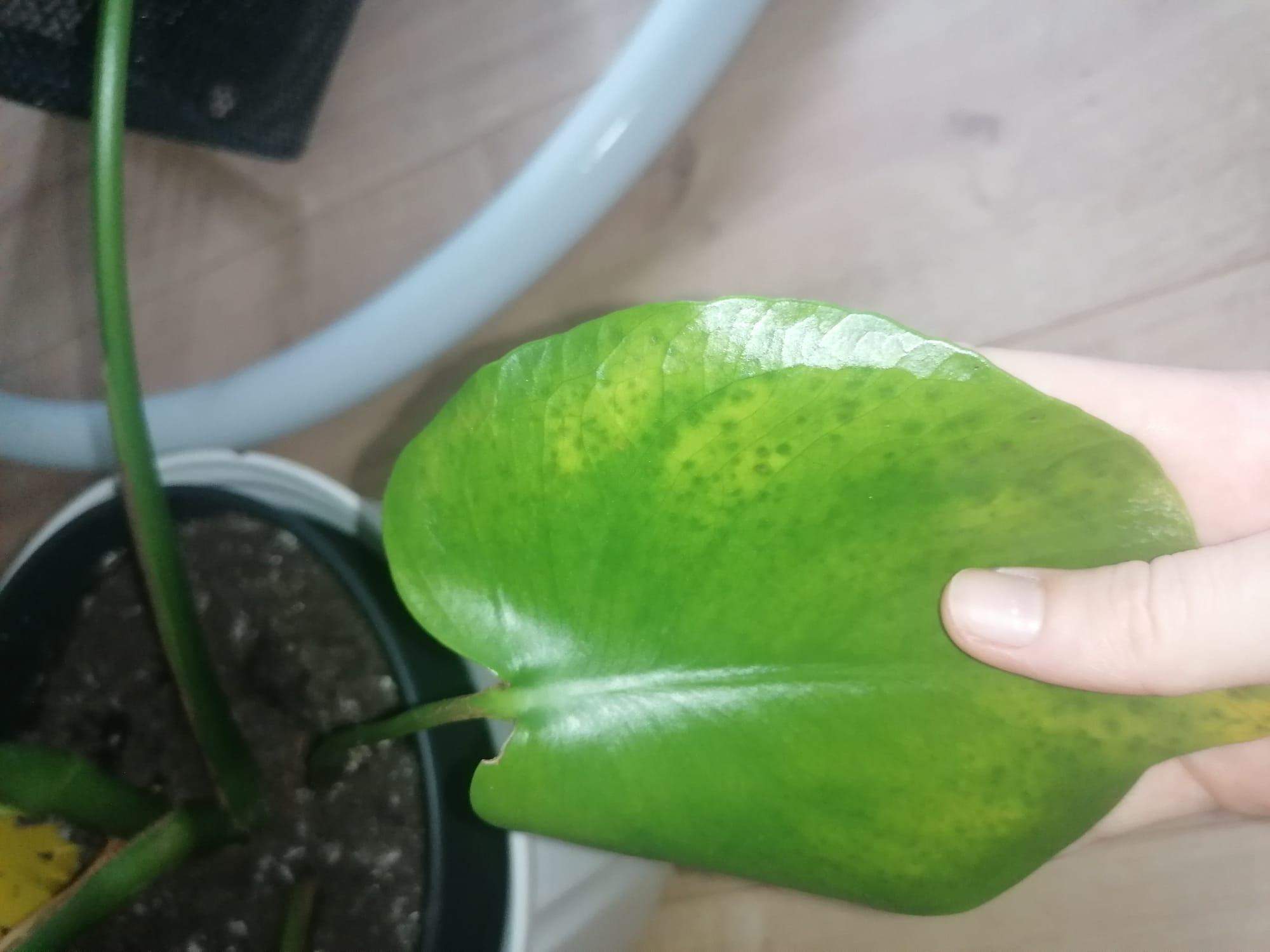 elephant ear plant Buy Elephant Ear Plants & Trees Online main image 1