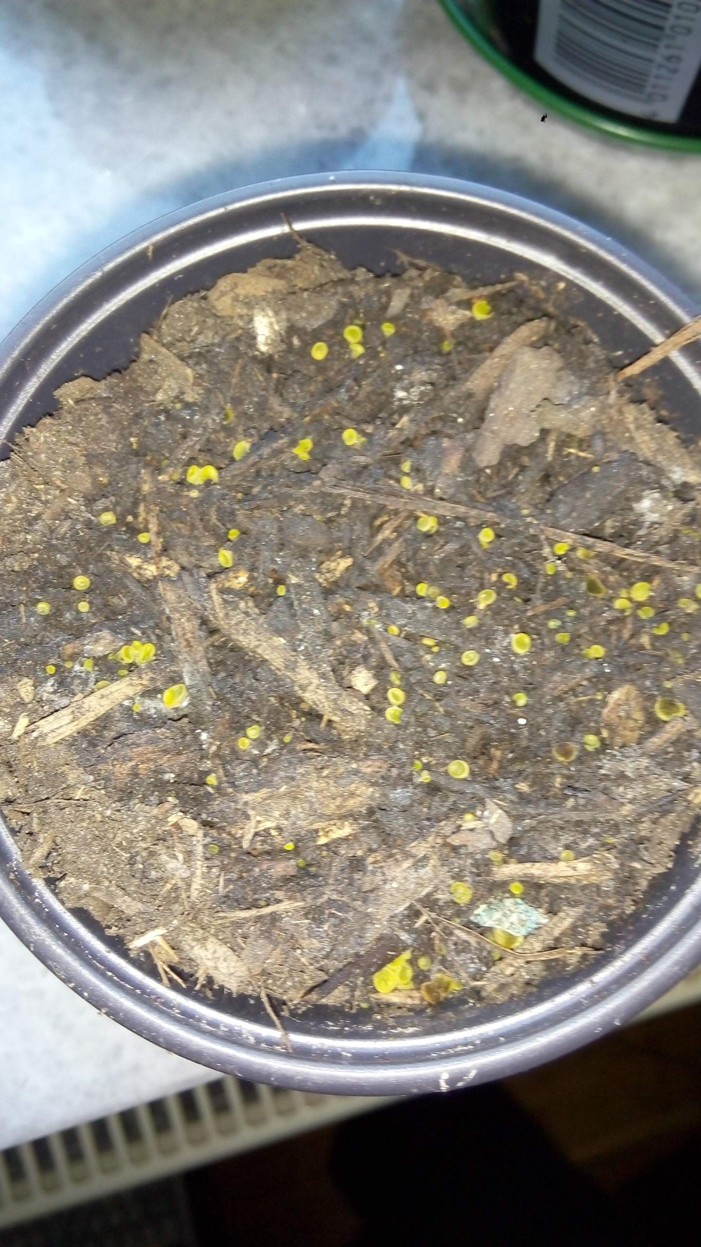 Grüne Kugel in der Erde? (Pflanzen, Blumenerde) Grüne Kugel in der Erde? (Pflanzen, Blumenerde)