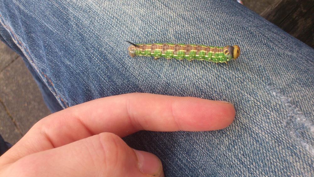 Grüne Raupe mit schwarzem "Stachel" (Schule)