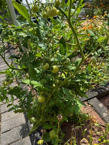 Grüne Tomaten (Pflanze)?
